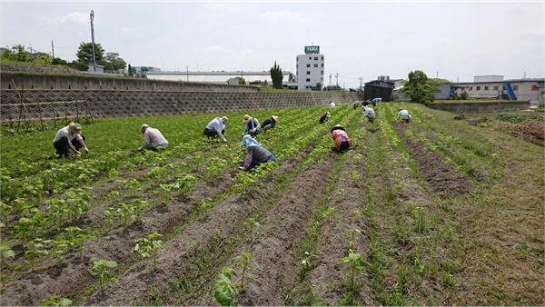 草取り