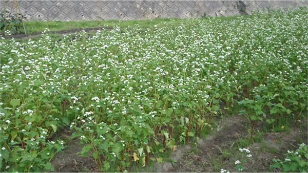 ソバの花