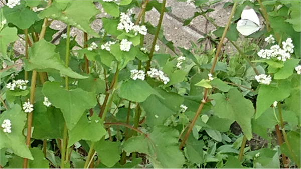 ソバの花と蝶