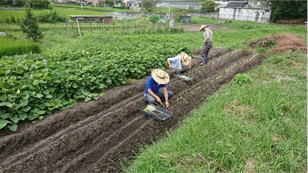 茨木ねぎ植付