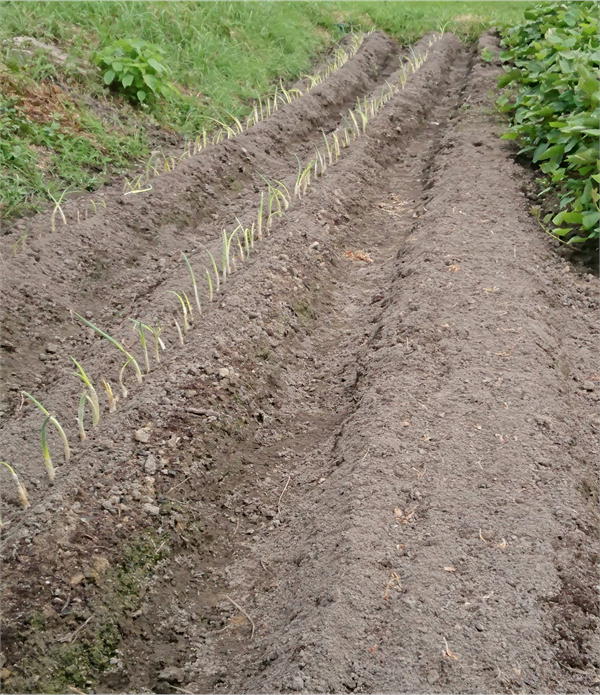 茨木ねぎ植付後